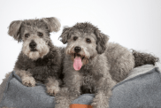 Rarest dog breeds