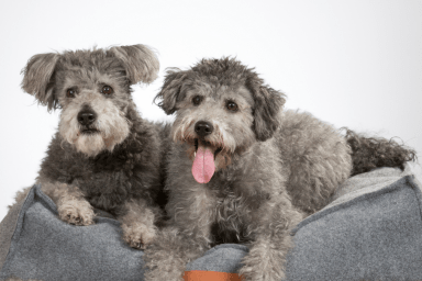 Rarest dog breeds