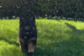 Sydney Sweeney's Dog Sully Bear