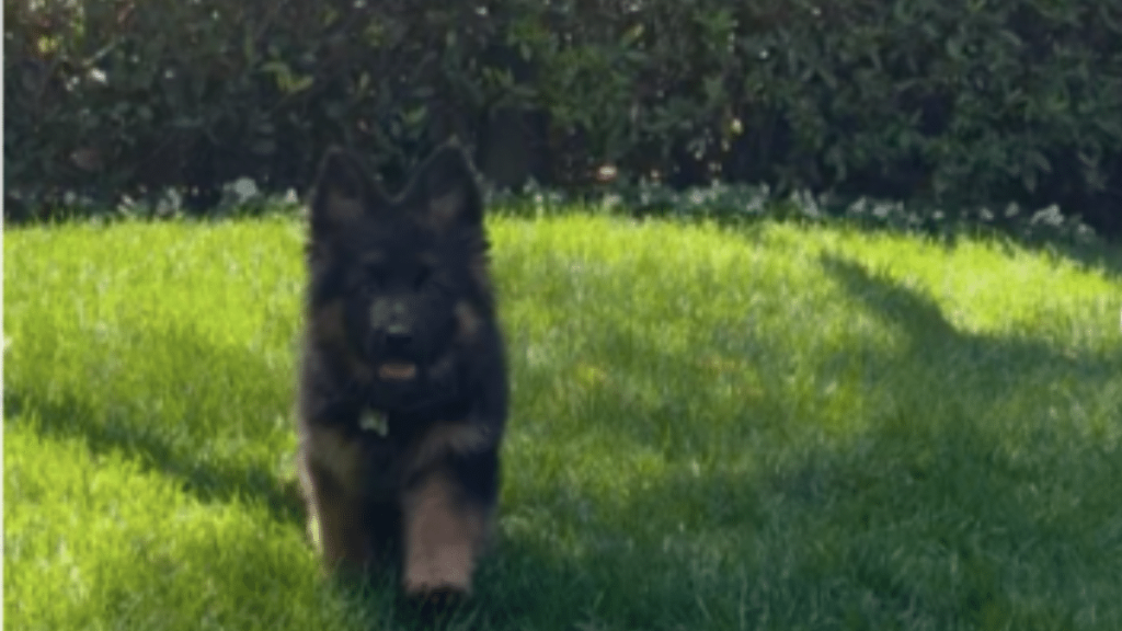Sydney Sweeney's Dog Sully Bear