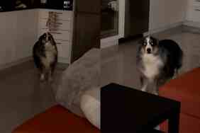 Dog stealth mode