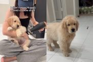 Golden Retriever puppy hair dryer