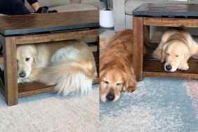 dog coffee table