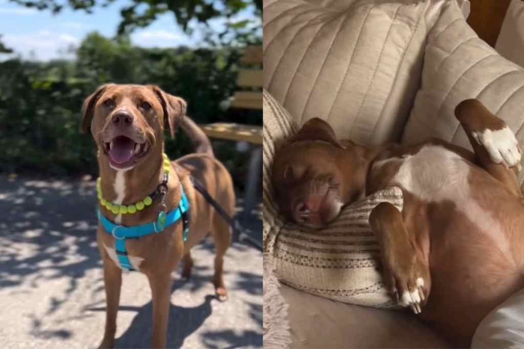 rescue dog pit bull instagram