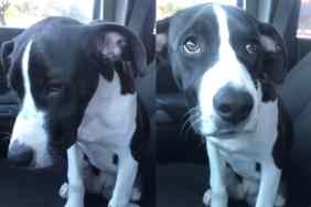 shelter dog adoption video