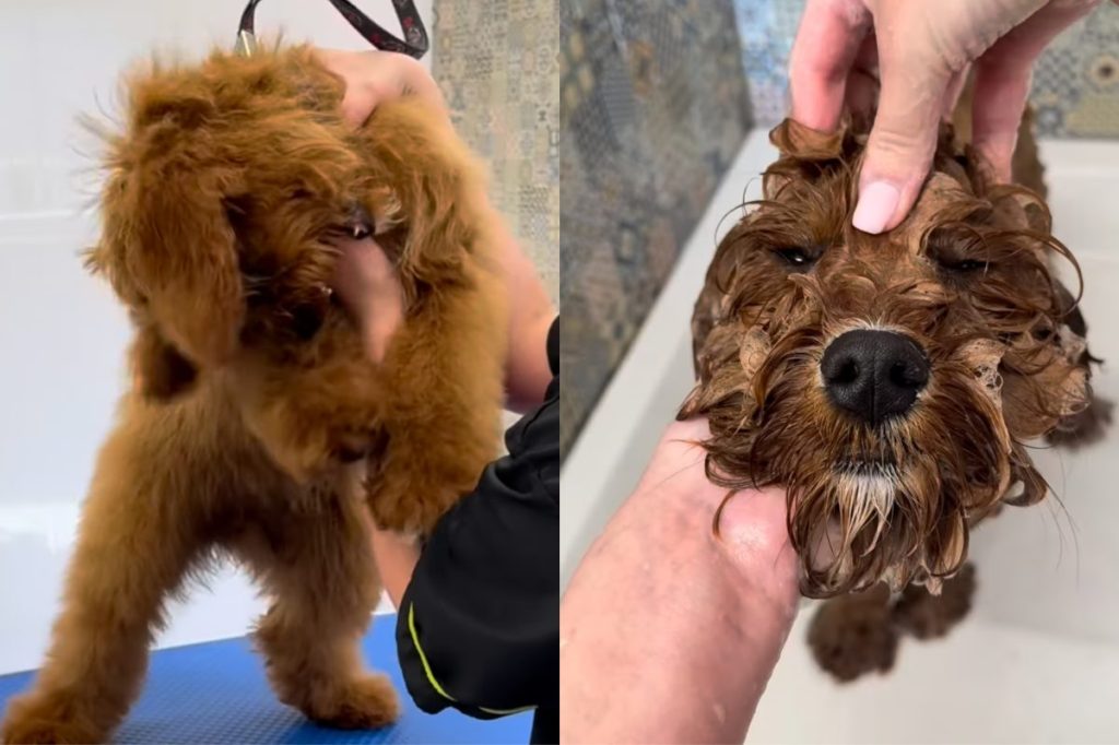 Puppy grooming video