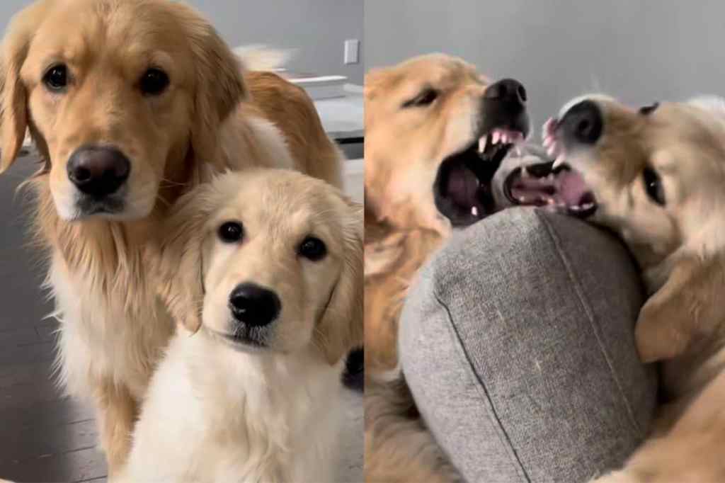 Two dogs video
