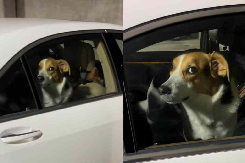 Video of dog coming back home.