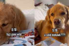 Owner's Video Reveals Dog's 'Bed Head' Hairstyles