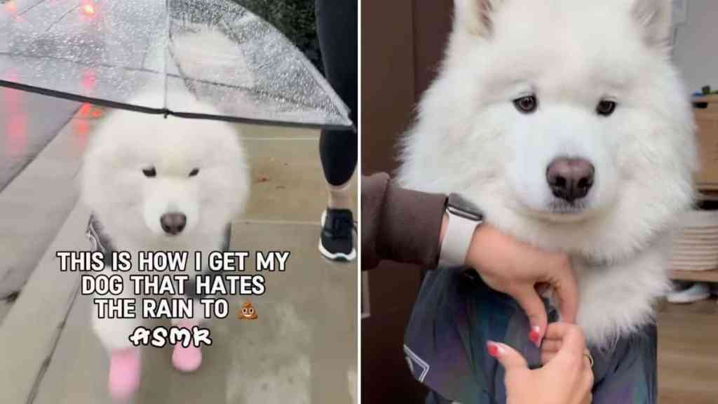 dog hates rain video