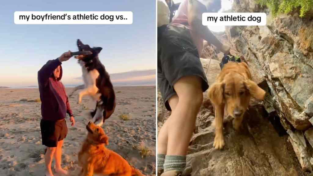 athletic dogs video