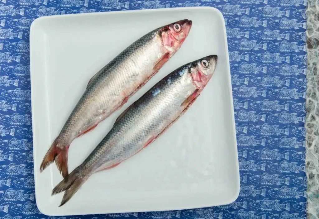 Two raw herring fish, which dogs can eat safely if cooked, on a white ceramic plate against a blue printed tablecloth.
