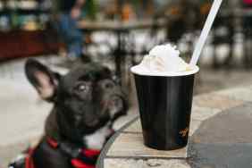 French Bulldog looking at a milkshake on a table.