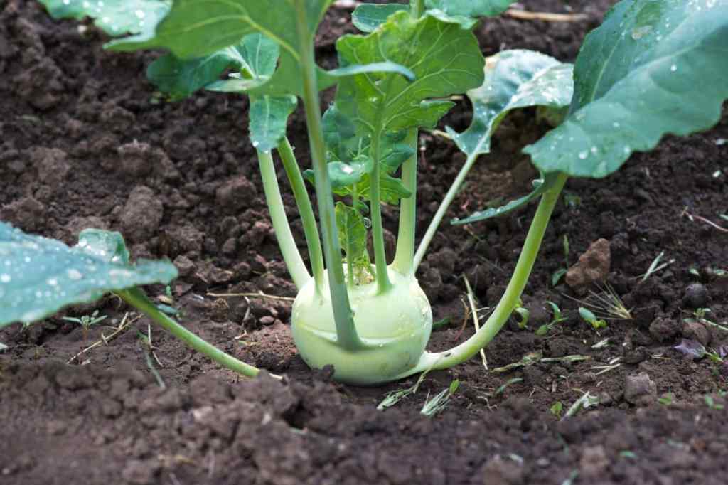 Organic turnip kohlrabi vegetables in vegetable garden.