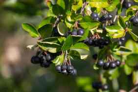 Chokeberries on the branch.