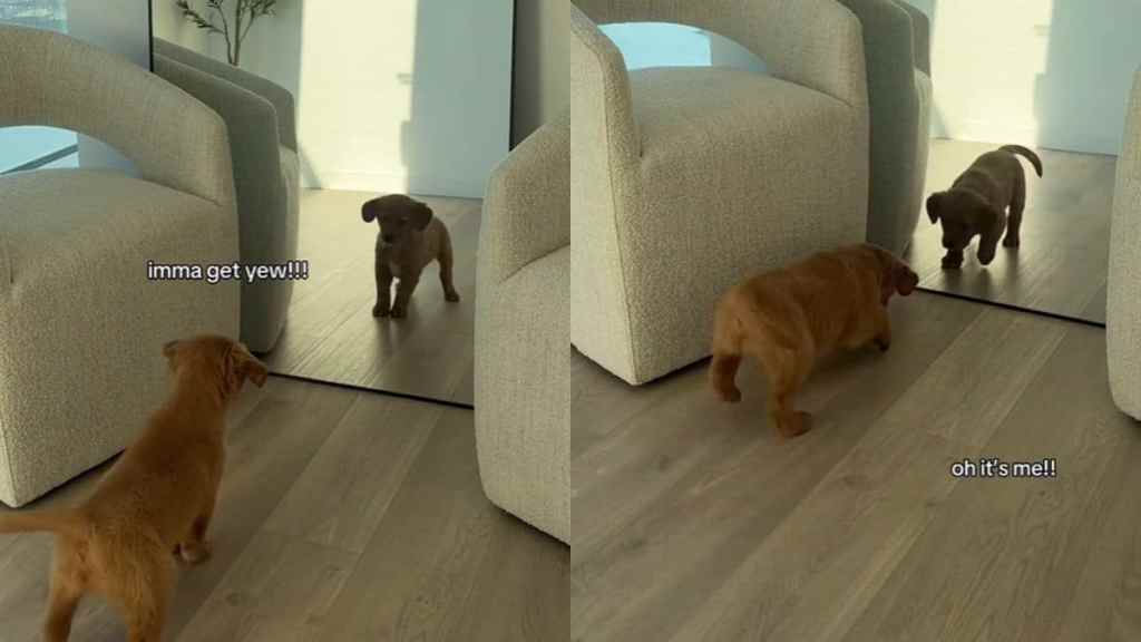 Video: Puppy Engages in Stare-Down With His Mirror Reflection