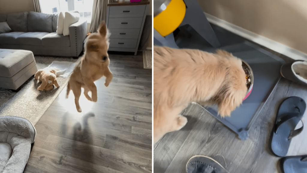 puppy sit command video