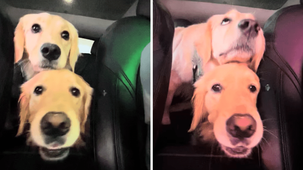 dog car wash