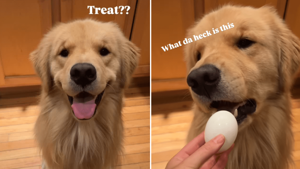 dog treat video