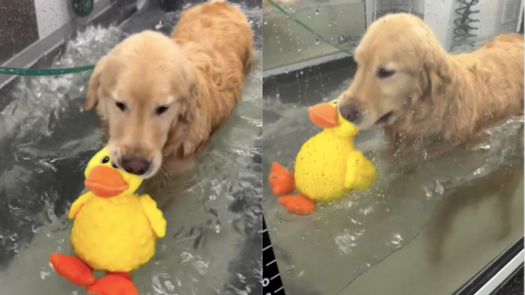 Video of Dog Holding on to Duckie