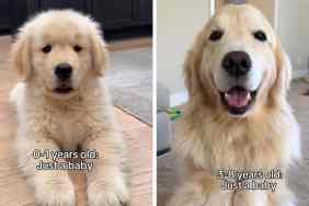 dog just a baby