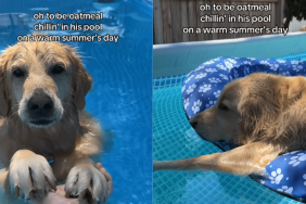 adorable dog video
