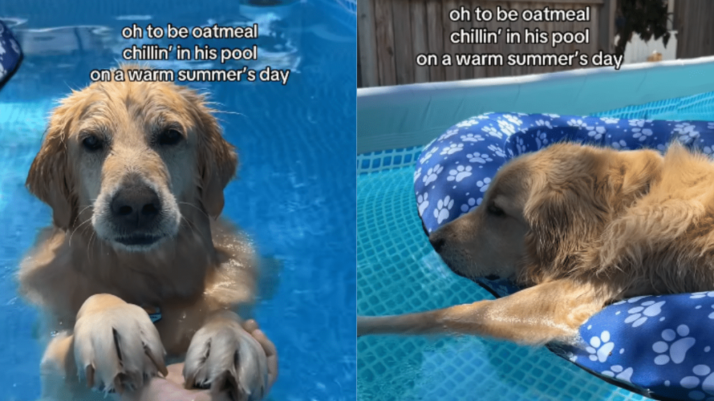 adorable dog video