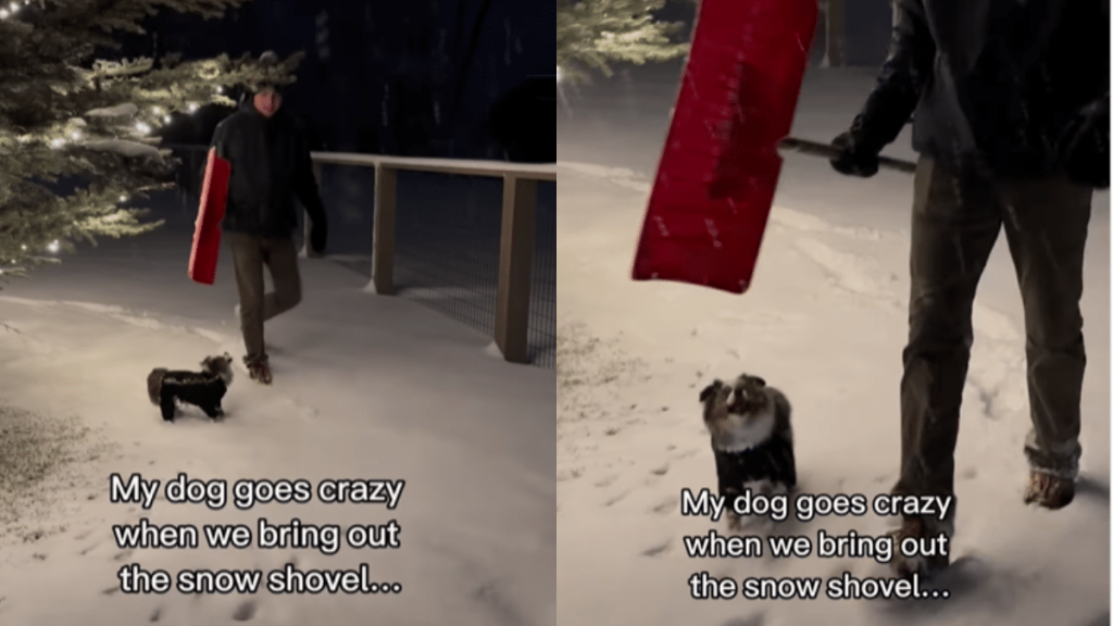 adorable dog video