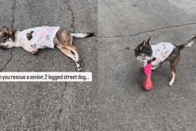emotional dog video
