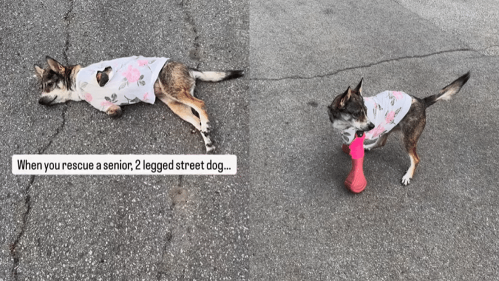 emotional dog video