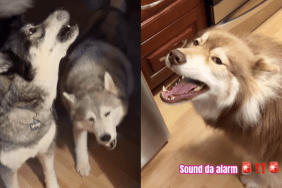 funny dog video