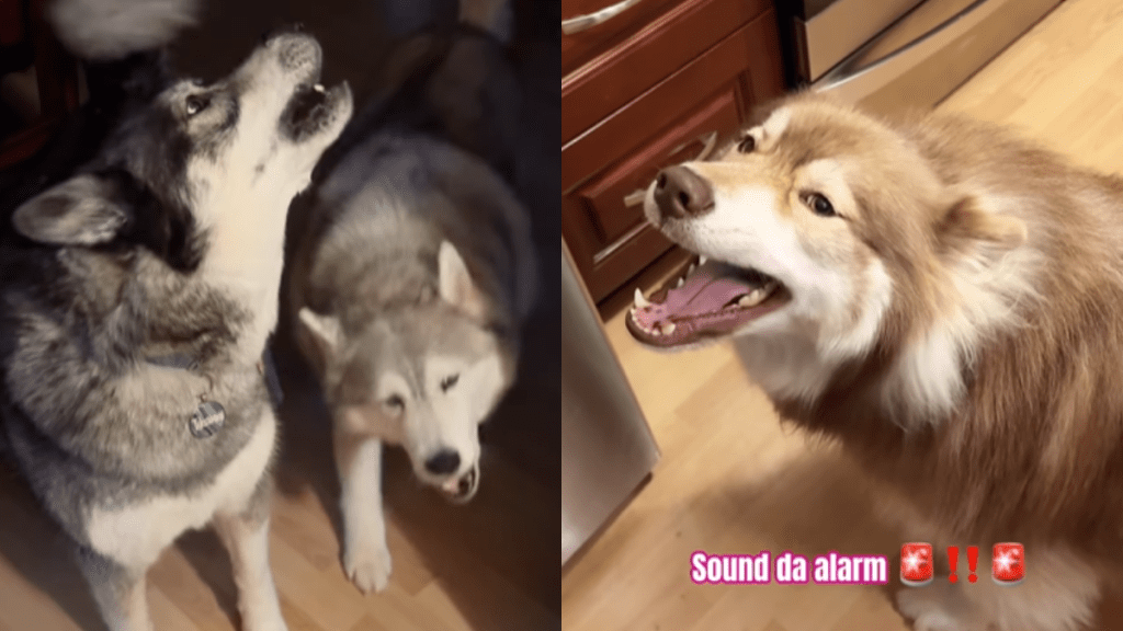 funny dog video