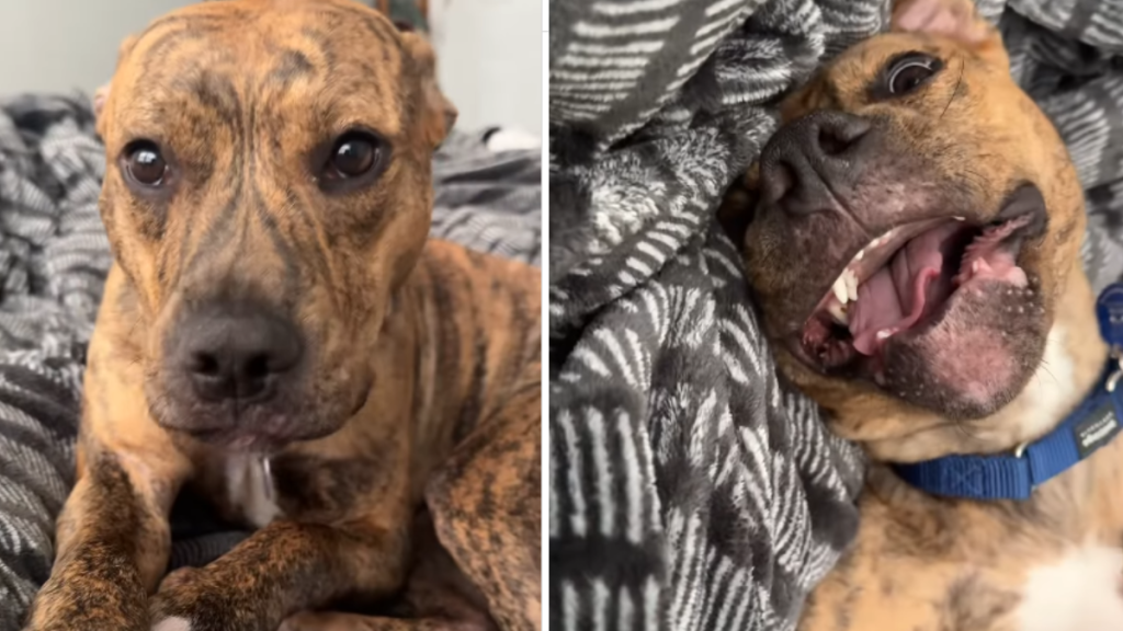 funny dog video