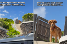 funny dog video