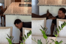 dog hide video