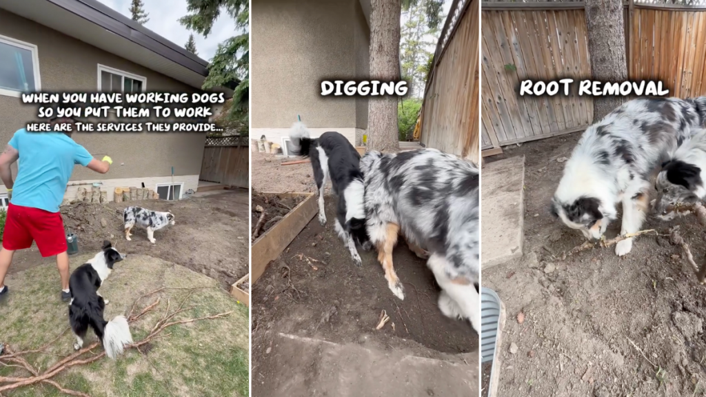 working dogs services video