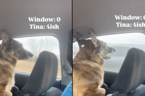 dog cars road trip video