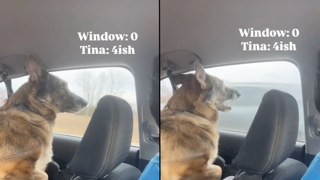 dog cars road trip video