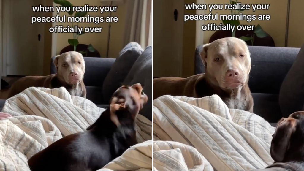 dog expression video