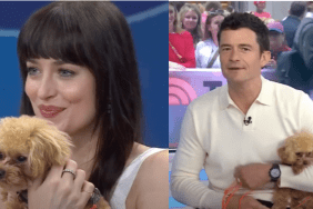 Orlando Bloom dog