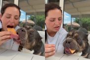 American Bully trying chocolate video