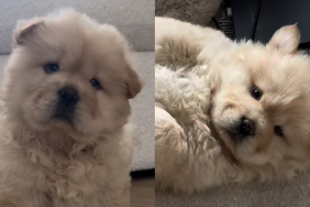 dog adoption story