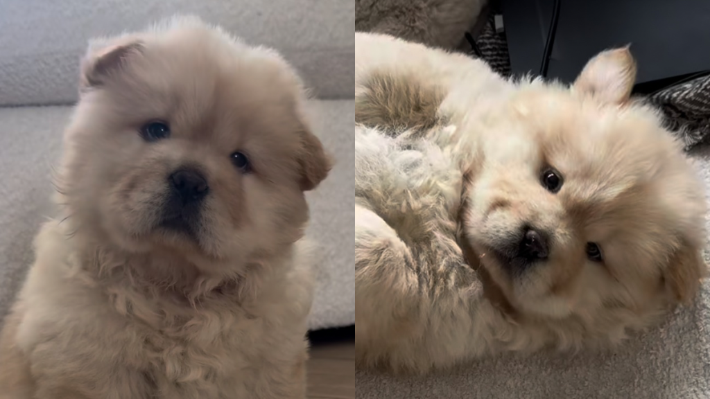 dog adoption story