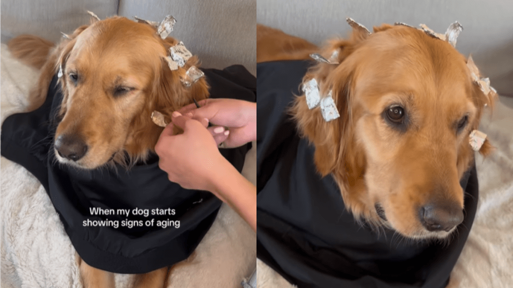 adorable dog video