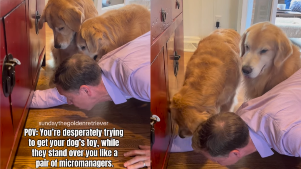 funny dogs video