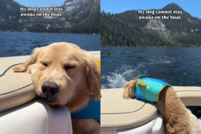 adorable dog video
