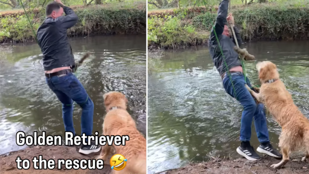 funny dog video