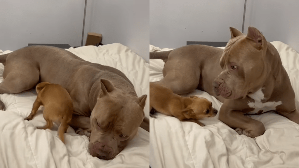 adorable dog video