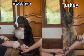 adorable dogs video
