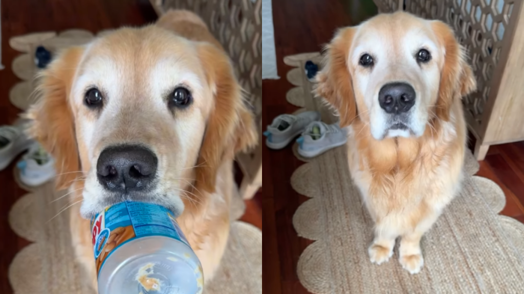 adorable dog video